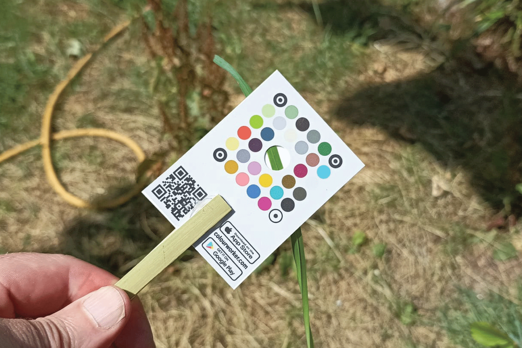 Chlorophyll and SPAD measurement