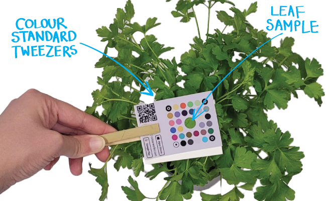 Plants growing under different lighting conditions