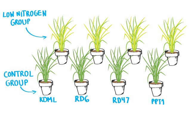 Rice varieties under different growth conditions